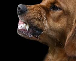Teach your puppy bite inhibition. Help My Dog Bites How To Deal With Dogs Who Bite Dr Sophia Yin
