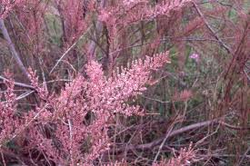 I am very pleased to be able to offer this beautiful flowering tamarisk once again. Tamarix The Morton Arboretum
