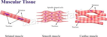 Blank diagrams harveys ap physiology muscle diagram facial. Muscles Clipart Muscle Cell Muscles Muscle Cell Transparent Free For Download On Webstockreview 2021