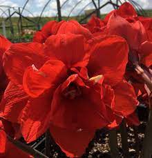 Red Peacock Amaryllis Bulb Walmart Com Amaryllis Bulbs Amaryllis Plant Planting Bulbs