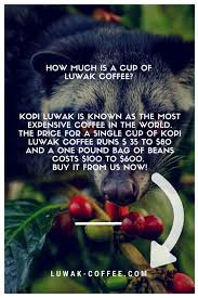 Pin On Luwak Coffee Civet Coffee