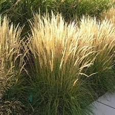 Feather Reed Grass For Side Of New Shed Ziergras Pflanzen Sichtschutz Pflanzen