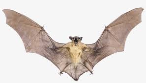 Real Bat Png Image With Transparent Background Real Bat Png Transparent Png 1697x1131 Free Download On Nicepng It can be downloaded in best resolution and used for design and web design. real bat png image with transparent