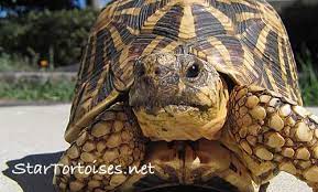 Indian Star Tortoises
