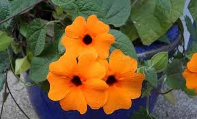 Indoor vine plant with pink flowers. The Best Indoor Vine Plants And Climbers With Pictures