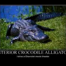 Interior Crocodile Alligator Lol Crocodile See You Later Alligator After While Crocodile