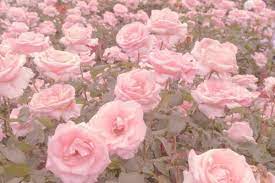 See more ideas about flower aesthetic, planting flowers, beautiful flowers. Imagem De Pink Flowers And Rose Flower Aesthetic Aesthetic Roses Pastel Pink Aesthetic