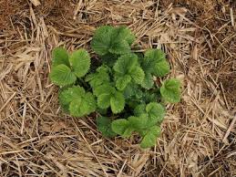 Werden die erdbeeren später gepflanzt, fällt die ernte im nächsten jahr geringer aus. Meine Ernte Erdbeere Anbauen Pflegen Und Ernten