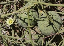 Image result for Acanthosicyos