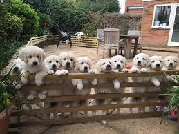 They are a laid back breed but yet still playful. Adorable Moment Golden Retriever Puppy Topples Off Fence As She Poses For Group Photo