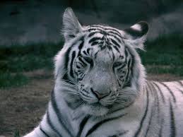 White Tiger Panthera Tigris Tigris Animals A Z Animals