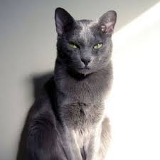 Pin By Cindi Miller On Truth About Cats And Dogs Grey Cat Breeds Grey Cats Cat Breeds