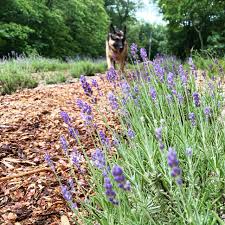 Our West Michigan Lavender Farm