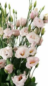 Pin By Laura Taylor On Uno To Dos Santos Lisianthus Flowers Blush Wedding Flowers Wedding Flowers
