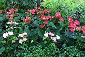 Anthurium Andraeanum Flamingo Flower