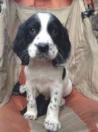 Black And White Cocker Spaniel Puppy For Sale Close Up Winter Sam The Black And White Ticked English Springer Spaniel Puppy Is Sit In 2020 Springer Spaniel Puppies English Springer Spaniel Puppy Springer Spaniel