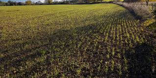 120 contrib xp, recover 3 energy. Winter Wheat Planting Date Is Important