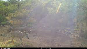 Arizona Coues Deer | Arizona State Parks