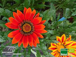 We offer you for free download top of geäugte gazanie clipart pictures. Gazanie Mittagsgold Mix Gazania X Rigens Mix Bioland Bioland Gartnerei Monika Bender Online Shop