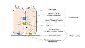 Cell junctions in animal tissues. Cell Adhesion Wikipedia