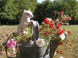 Maybe you would like to learn more about one of these? White Squirrels Of Olney