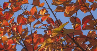 Yellowing Crepe Myrtle Leaves Why Are Leaves On Crepe Myrtle Turning Yellow Crepe Myrtle Myrtle Tree Crepe Myrtle Trees