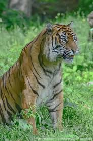 Sumatran Tigers Are The Last Tigers In Indonesia All Others Are Extinct But With Accelerating Deforesta Rainforest Trust Rainforest Habitat Endangered Tigers