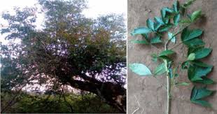 Image result for Olinia rochetiana