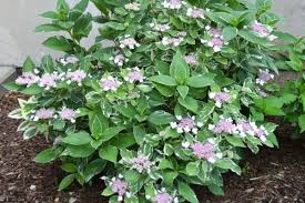 Image result for Mostuea microphylla