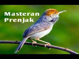 30 Menit Masteran Burung Prenjak Kepala Merah Youtube Animals Bird