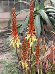 Image result for Aloe lutescens