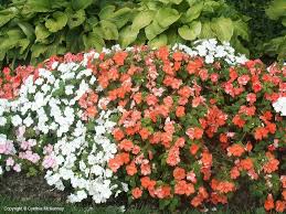 Image result for Impatiens briartii