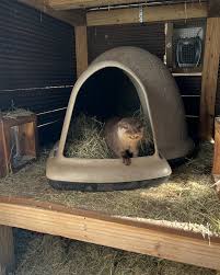 Maggie and Otis naps💖🦦😴