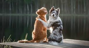 Often short for isabella, the name bella has italian roots and means beautiful. 5. Dog Names That Start With H Great Ideas For Your New Pup