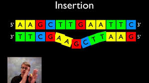 Mutations Mr Anderson Of Bozeman Science Helps Simplify Some Concepts Of Mutations By Comparing The Proc Life Science Lessons Teaching Biology Biology Lessons