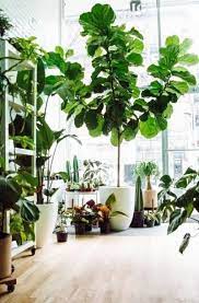 63 ideas for plants desing interior apartment therapy yatak odasi bitkileri ev bi tki si bi tki