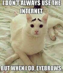 75 Funny White Cat Meme White Cat Meme Etandoz White Cat Meme Cat Memes Funny Cats