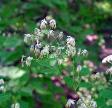Image result for Thalictrum