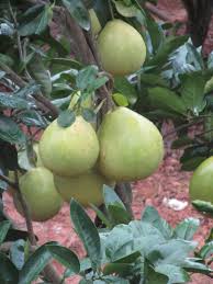 Pomeloes On Tree Pohon Buah Kebun Buah