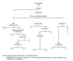 Image result for Group D Streptococcus
