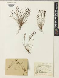 Image result for Schoenus