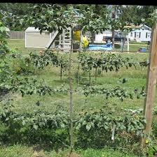 — peter thevenot, river road farms add espaliered trees to your landscape design How To Espalier Fruit Trees Stark Bro S