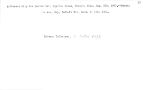 Image result for Arthraxon micans