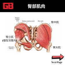 科學方法，在家練臀- Gymbeginner 健身入門
