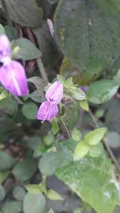 Image result for Dicliptera minor