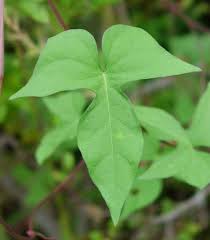 Image result for Ipomoea heterotricha