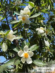 Image result for Craibia grandiflora