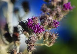 Image result for Vernonia natalensis