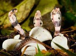 Baby King Cobras Baby King Cobra Baby Snakes King Cobra Snake