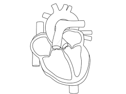 The spruce / wenjia tang take a break and have some fun with this collection of free, printable co. 24 Anatomy And Physiology Coloring Pages Free To Print Gianfreda Net Coloring Library